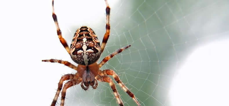 Datos sobre las arañas que no sabías