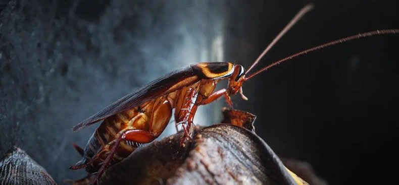 5 hechos asquerosos sobre las cucarachas