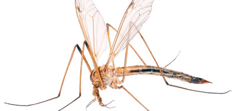 Mosquitos gigantes. ¿Qué son?