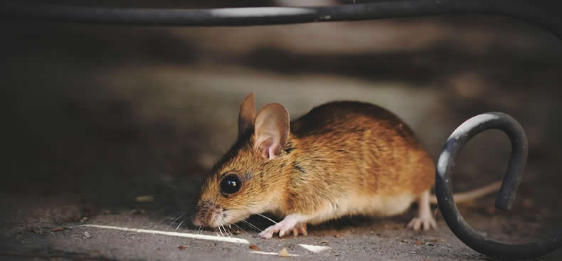Qué evitar en casa para no atraer ratones