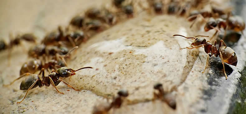 Eludir a las hormigas del hogar