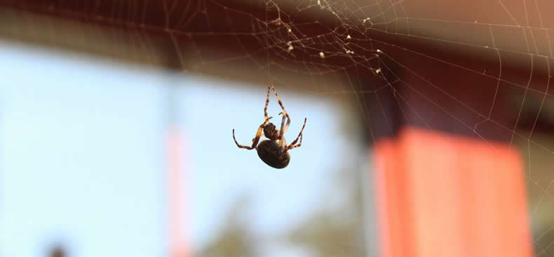 Prevenir las telas de araña en los rincones