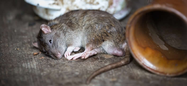 Las ratas, sus peligros y algunas características