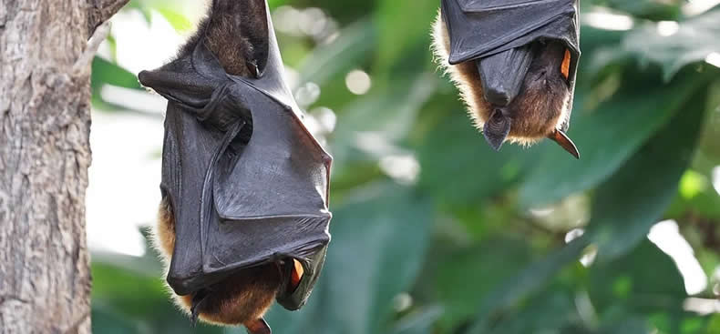 Los tipos de murciélagos