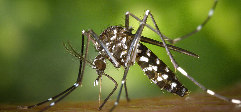 El Aedes Aegypti