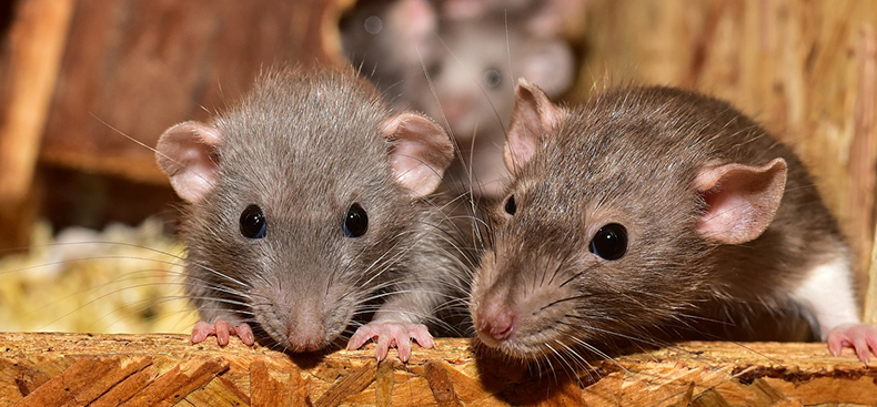 Enfermedades transmitidas por las ratas: una mirada a los riesgos y precauciones