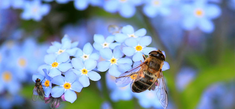 Insectos de primavera y cómo prevenirlos