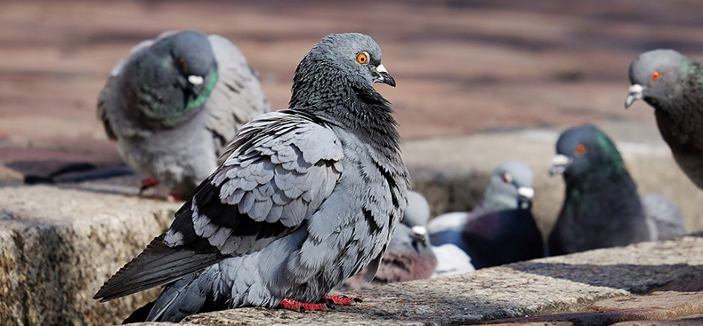 Las palomas: transmisoras de enfermedades